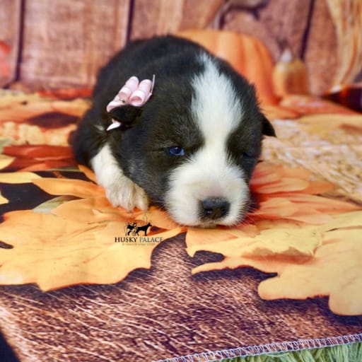 AKC Pumpkin 13